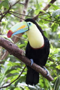 keel-billed toucan. birds in costa rica
