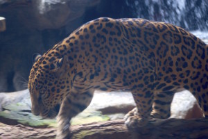 jaguar in la paz waterfall gardens in costa rica