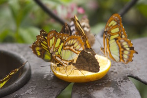 buttlerfies posing on an orange wedge