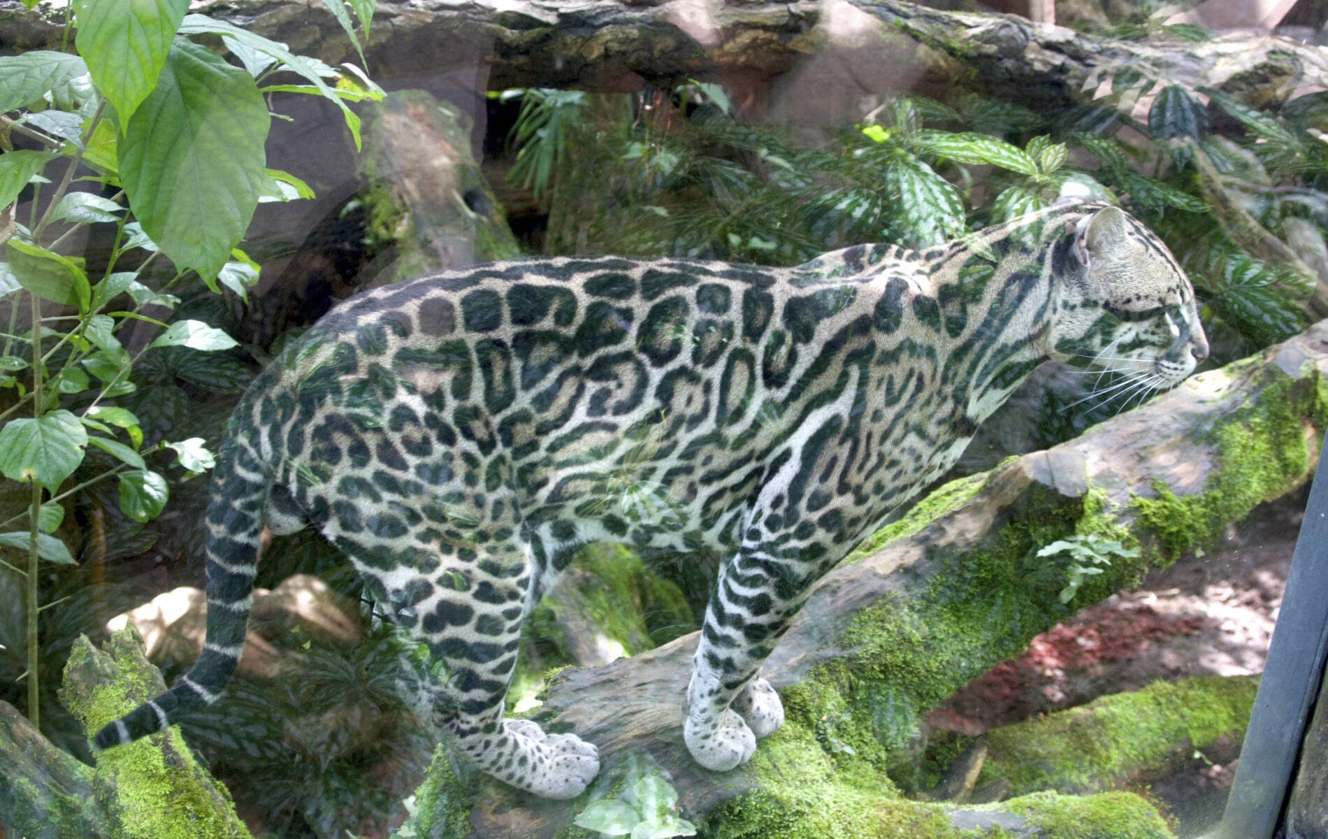 ocelot