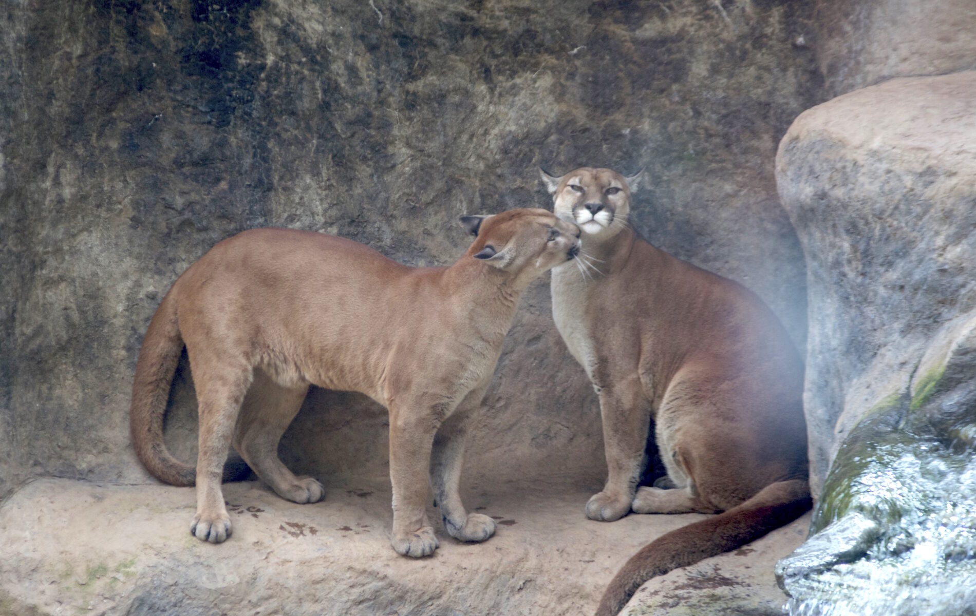 pumas