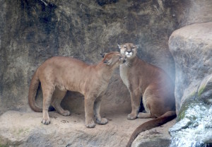 pumas