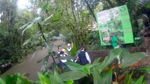 rainforest
