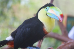 toucan in la paz waterfall garden in costa rica