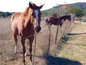vaquero por un día