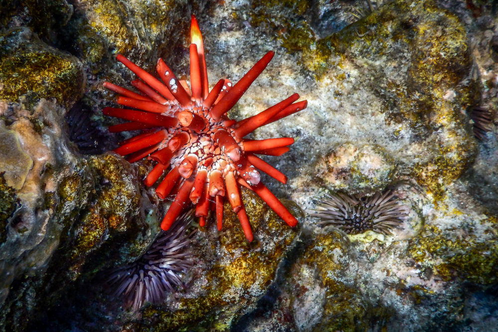 kealakekua bay - hawái