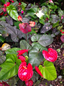 big island, hawái - hilo